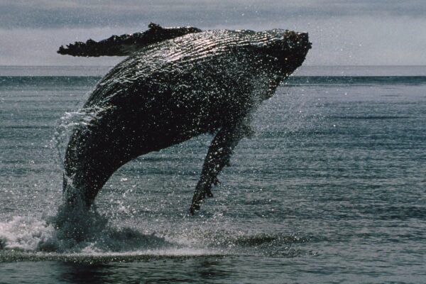 14‑Year‑Dormant Bitcoin Whales Stir Market by Moving Over $2 Billion in BTC